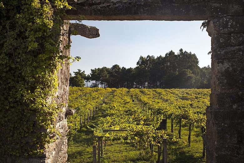 Vue sur le vignoble et la cave