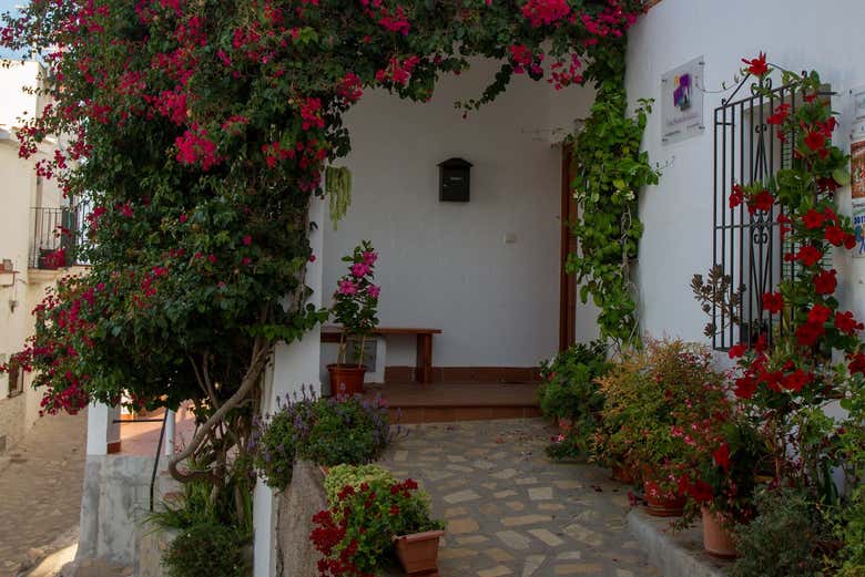 Buganvilla en el centro de Salobreña