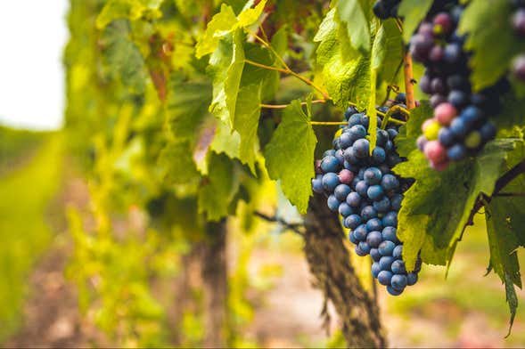 Excursión a una bodega del Priorat