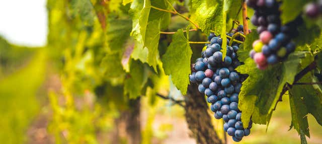 Excursión a una bodega del Priorat