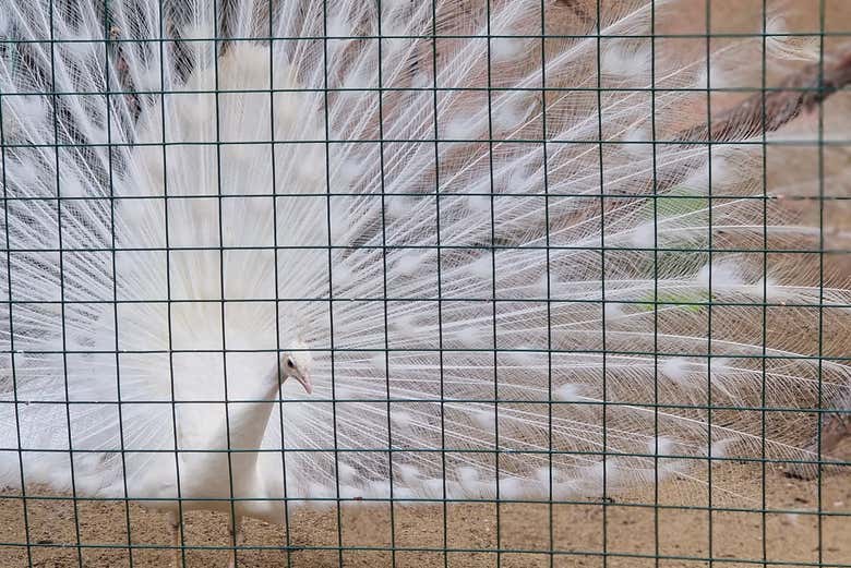 Un pavo real blanco en Parc Samà