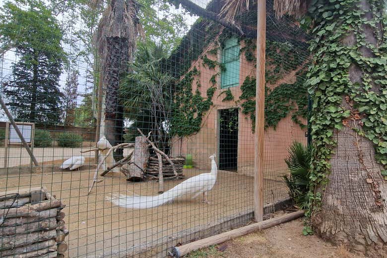 Un pavo real en el parque