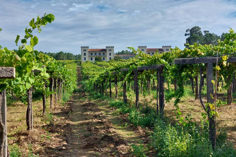 Veremos los viñedos de La Val
