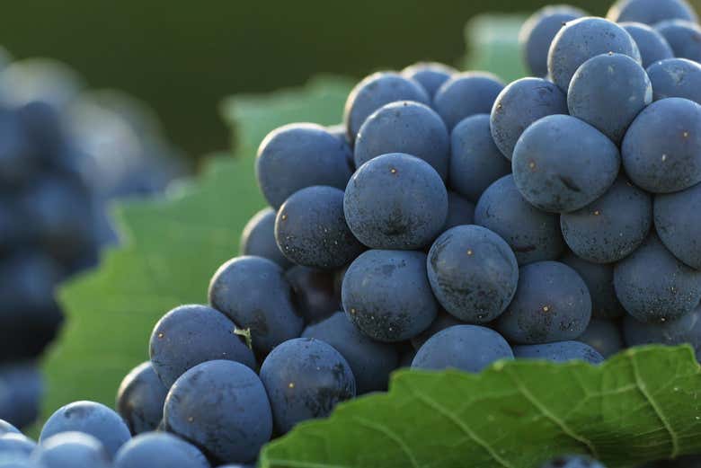 Succulent grapes