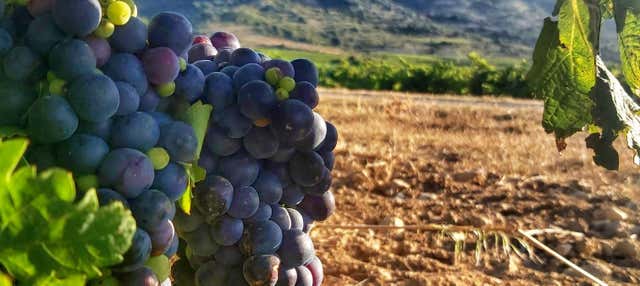 Visita a las bodegas J.F. Iradier