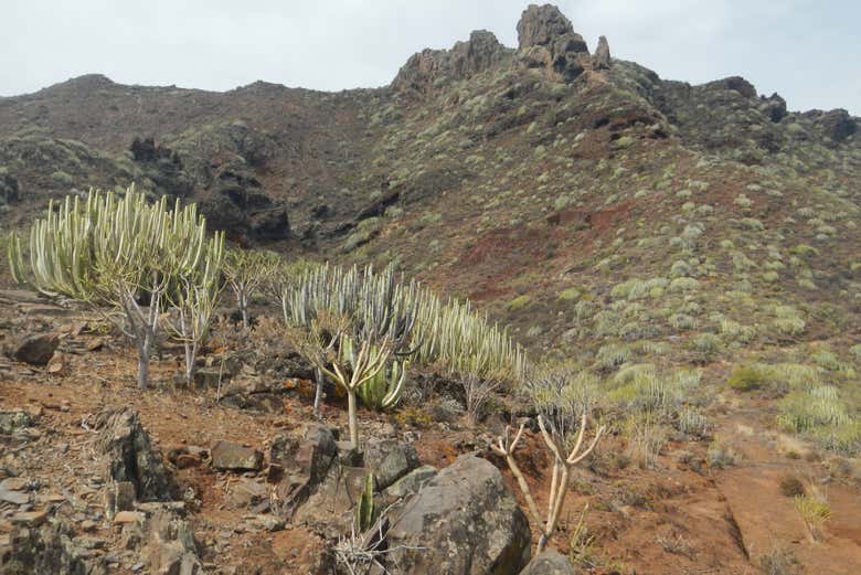 La flora delle montagne di San Andrés