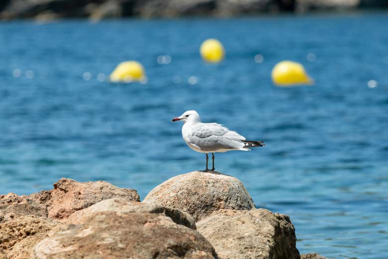 Gaviotas en Cala Saladeta