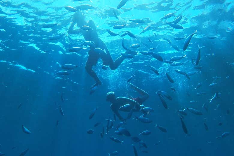 Conhecendo a fauna marinha