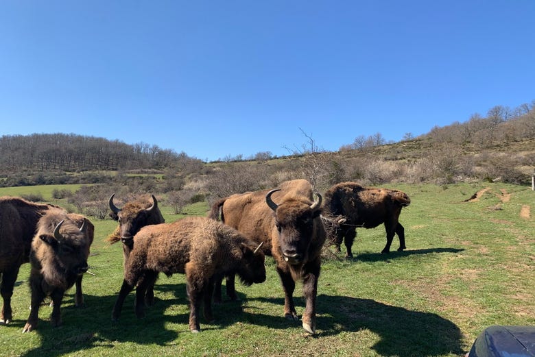 Contemplando los bisontes