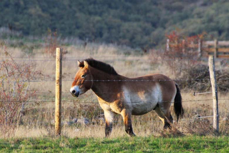 Cavalo de Przewalski
