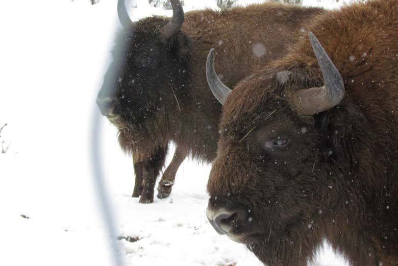 Bisontes no inverno
