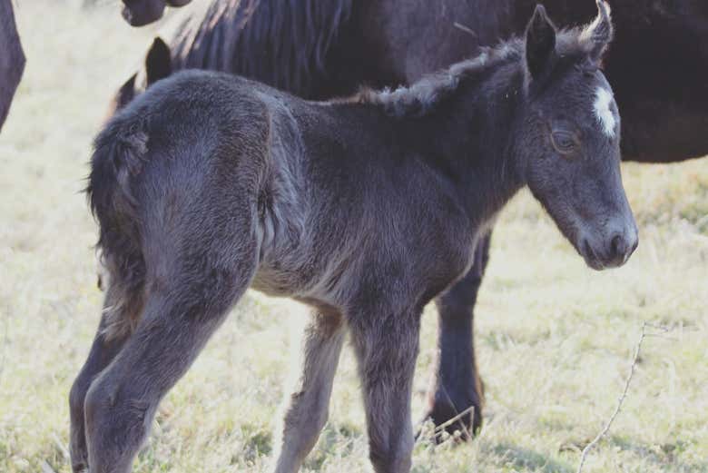 Descobrindo a fauna de San Cebrián de Mudá