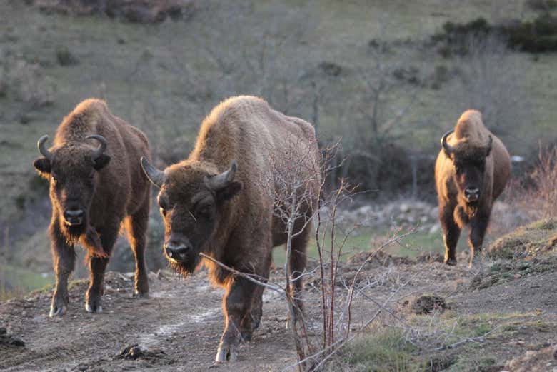 Bisontes na reserva