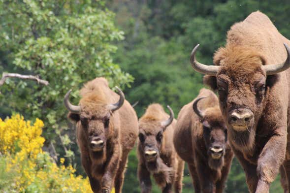 Tour del Centro d'Interpretazione del Bisonte Europeo