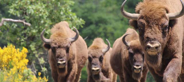 Tour por el Centro de Interpretación del Bisonte Europeo