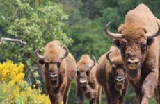 Tour por el Centro de Interpretación del Bisonte Europeo