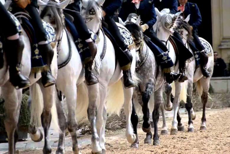 Cavalos durante o espetáculo equestre