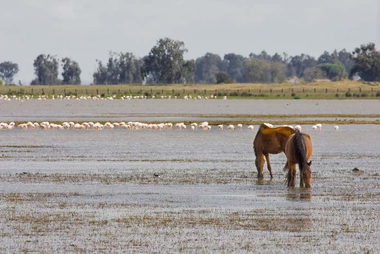 Marécage de Doñana 