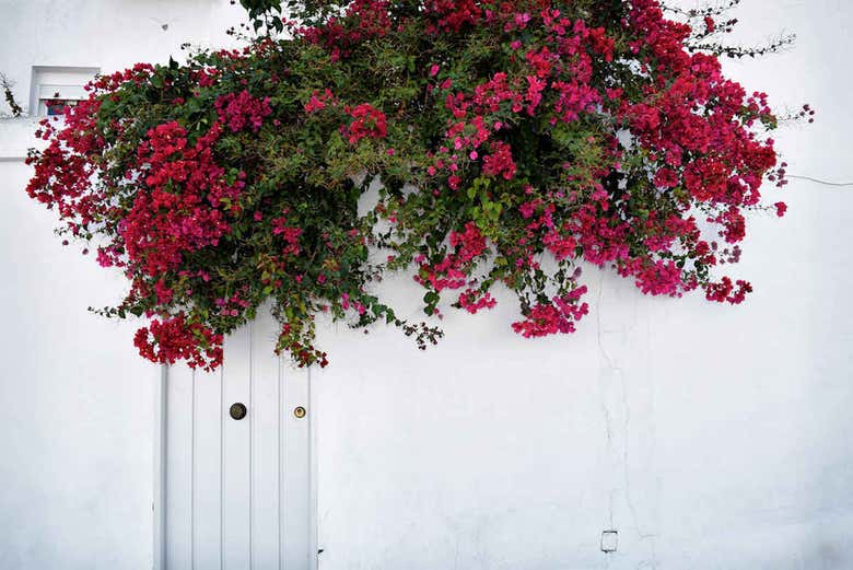 Fachada blanca con flores de Vejer
