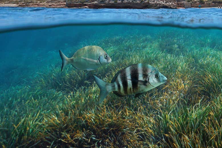 Los fondos marinos de la isla Grosa albergan gran diversidad
