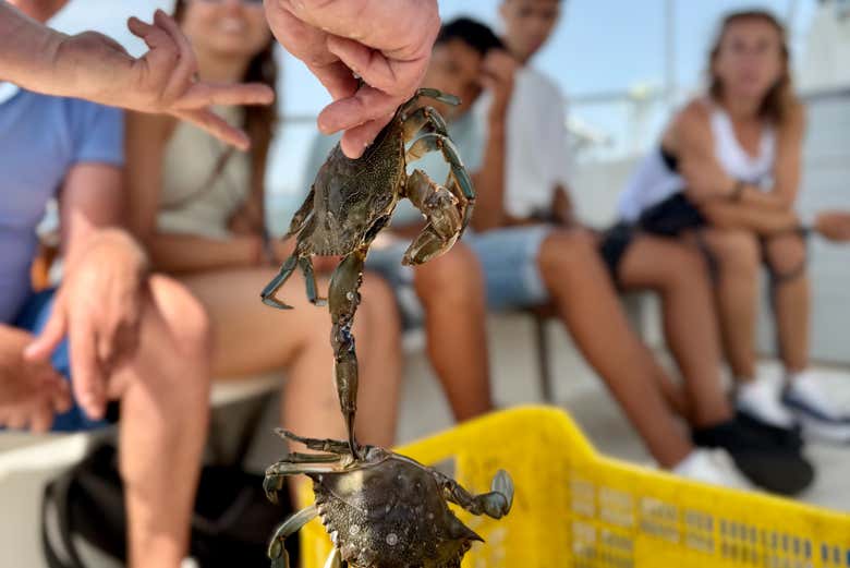 Descubriremos la vida marina del Mar Menor de cerca