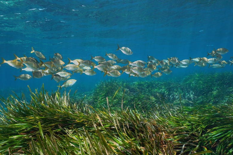 Fish swimming in the Neptune grass