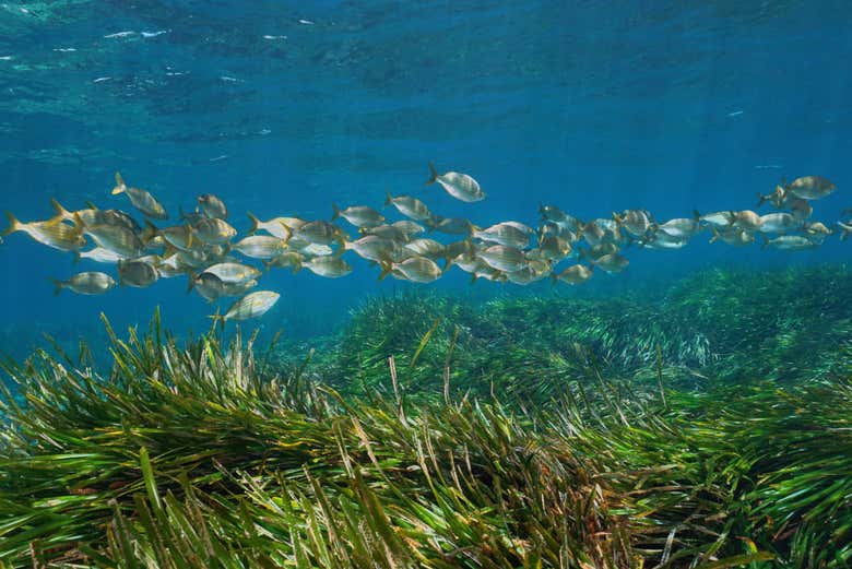 Peces nadando en la posidonia oceánica