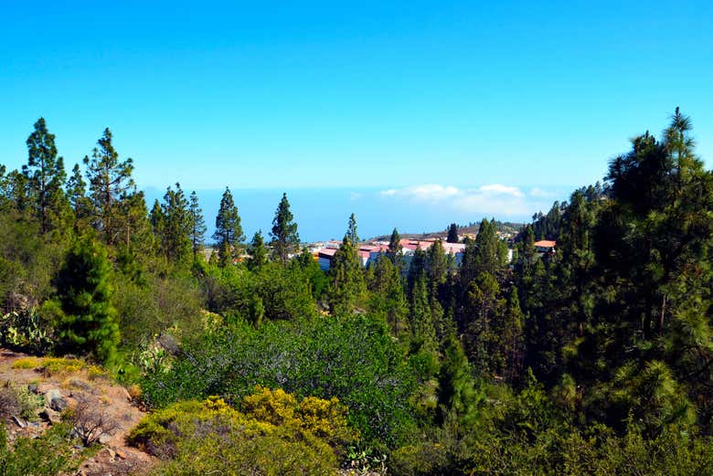 Pinos canarios en los alrededores de Vilaflor