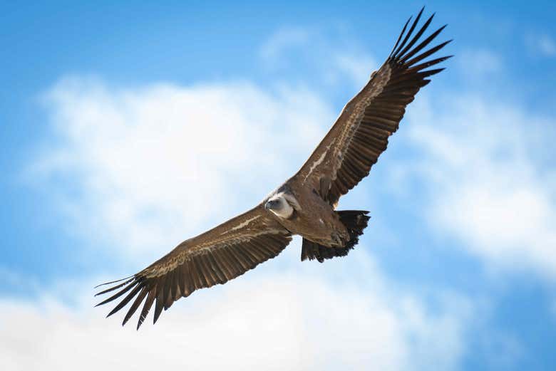 Griffon vulture