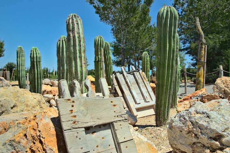 Cactus en el BIBO PARK