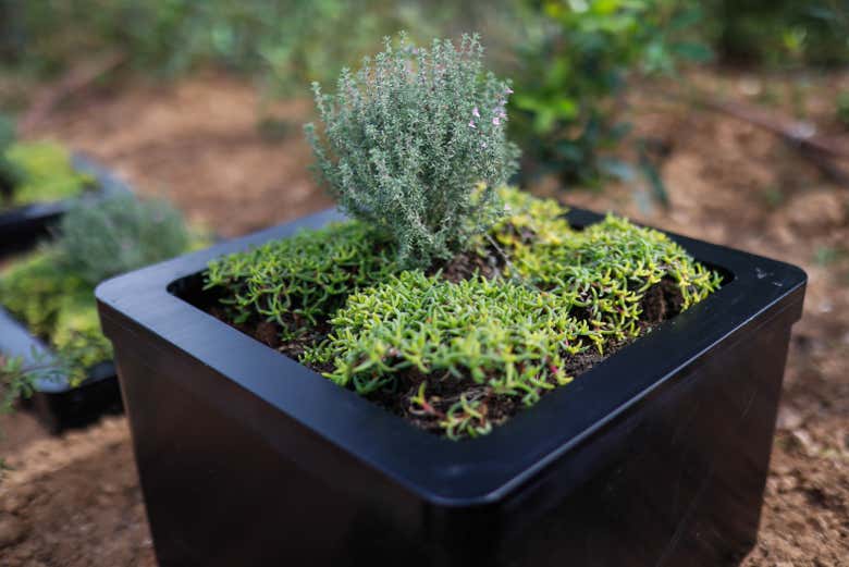 A biological battery up close