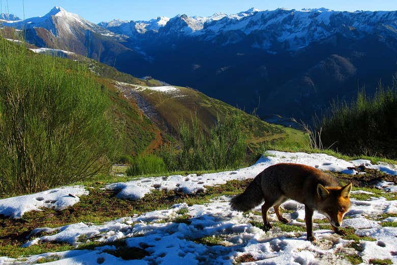 Parc Naturel de Somiedo enneigé