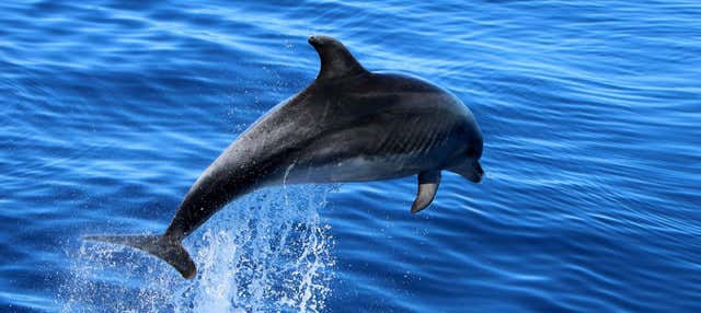 Avistamiento de delfines y ballenas en San Sebastián de La Gomera