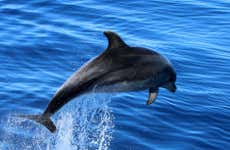 Avistamiento de delfines y ballenas en San Sebastián de La Gomera