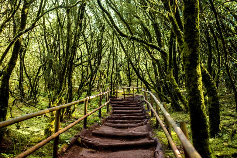 Parque Nacional de Garajonay