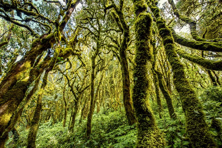 Laurisilva, un tipo di bosco nebuloso subtropicale