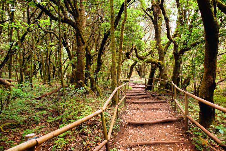 Trekking nel Parco Nazionale di Garajonay