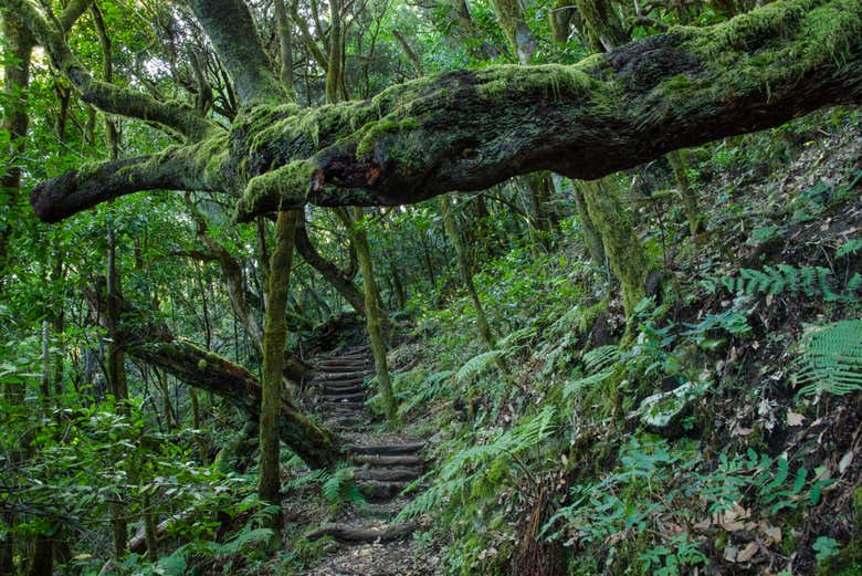 Un sentiero immerso nel verde