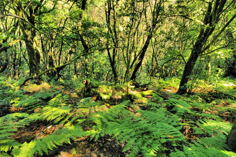 Esuberante vegetazione canaria