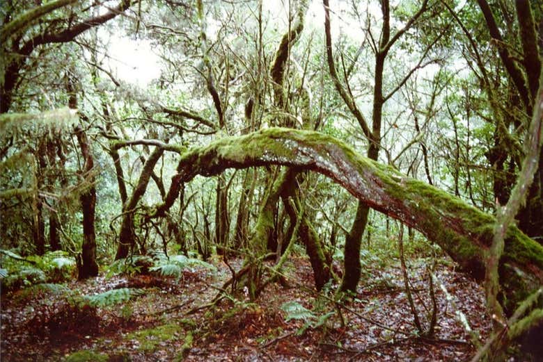 Bosques de laurisilva en el Parque Nacional de Garajonay