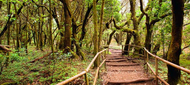 Senderismo por el Parque Nacional de Garajonay