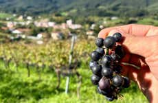 Excursión a Laguardia + Visita a una bodega con cata