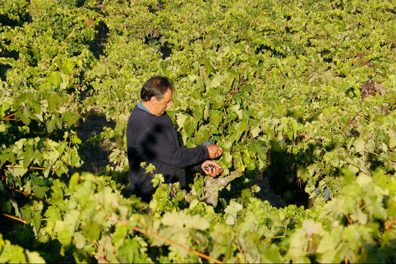 Aprenderéis todo sobre los vinos de La Rioja