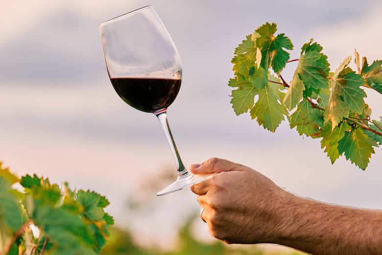 Cataréis dos vinos de la bodega