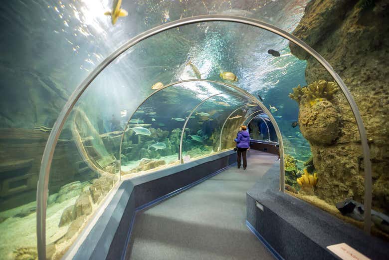 Uno de los túneles del Acuario