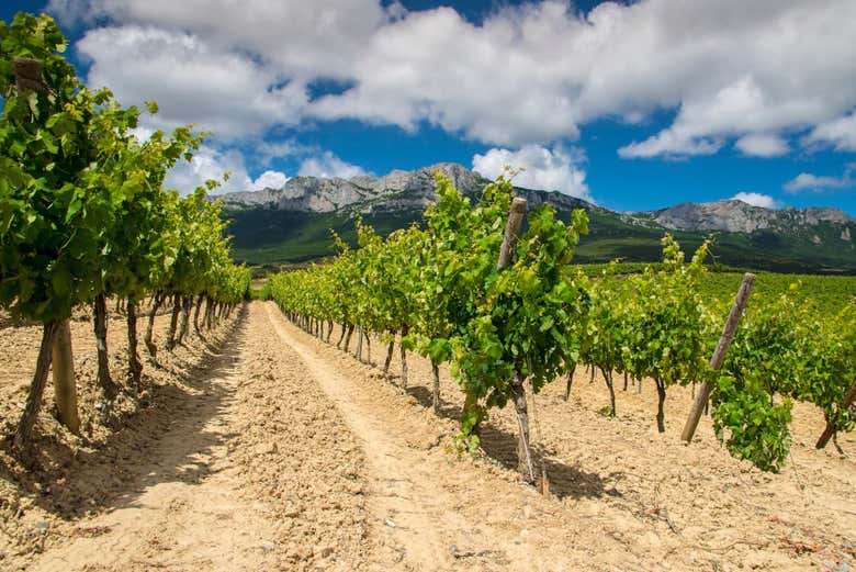 Viñas características de Rioja Alavesa