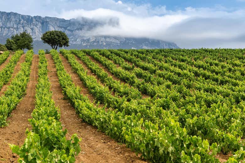 Viñedos de Rioja Alavesa
