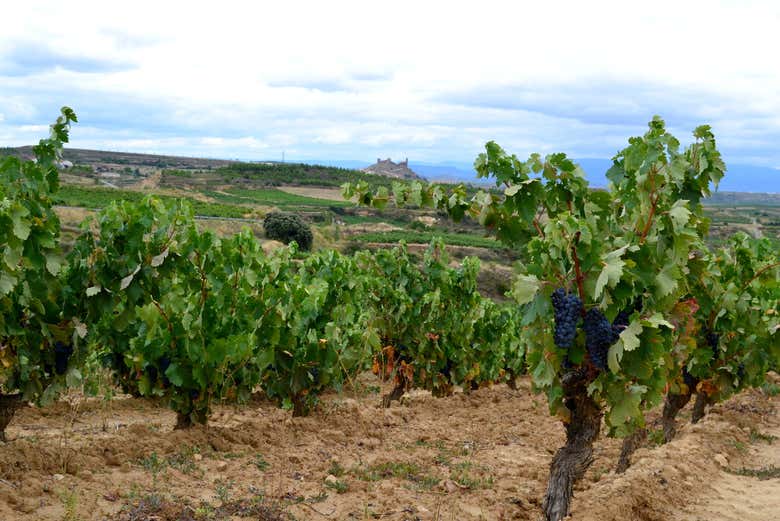 Viñas de la bodega Carlos Moro