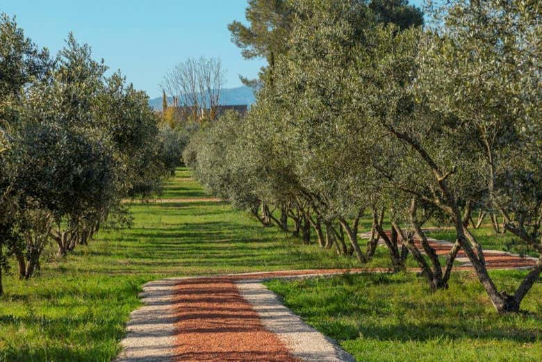 Oliveiras de Mallorca 