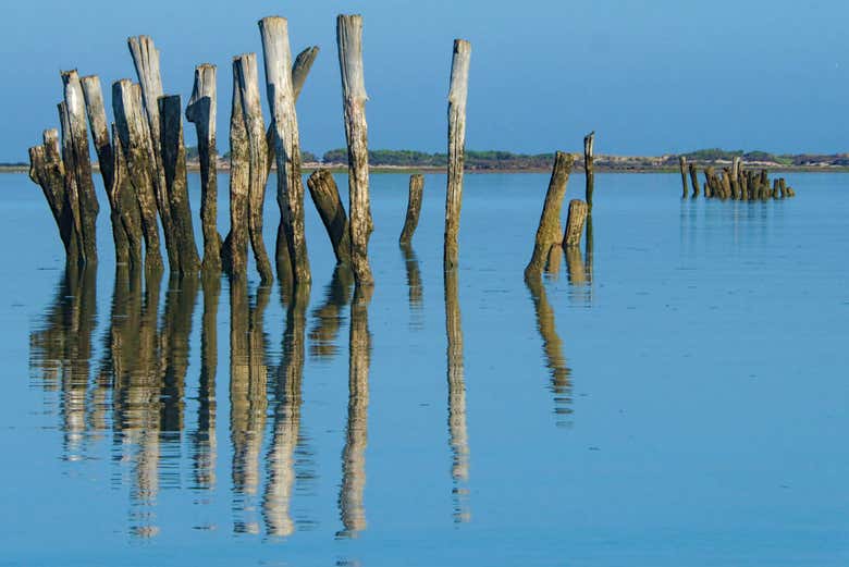 Recorriendo las marismas de Chiclana